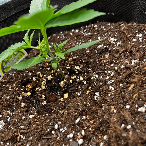 Girl Scout Cookies growlog timeline photo