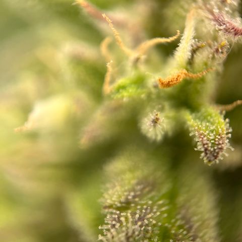 Girl Scout Cookies growlog timeline photo