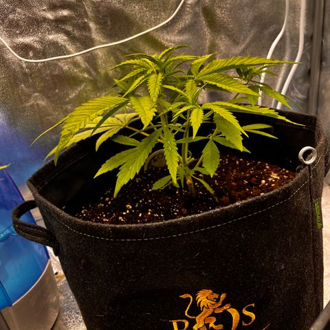 Girl Scout Cookies growlog timeline photo