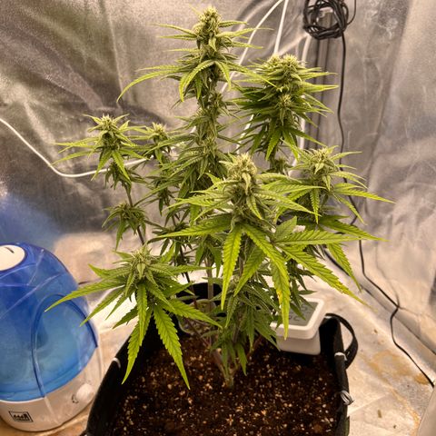 Girl Scout Cookies growlog timeline photo