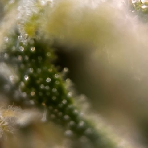 Northern lights auto  growlog timeline photo