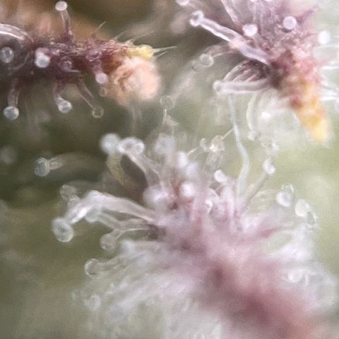 Girl Scout Cookies growlog timeline photo