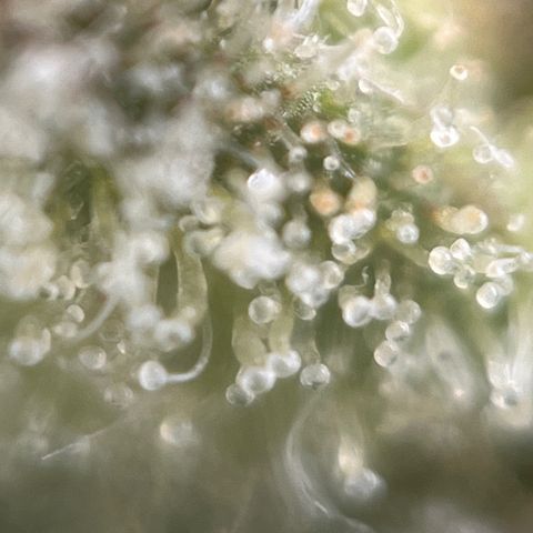 Girl Scout Cookies growlog timeline photo
