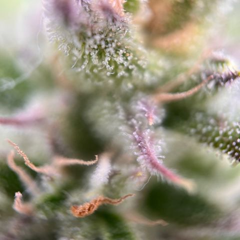 Girl Scout Cookies growlog timeline photo