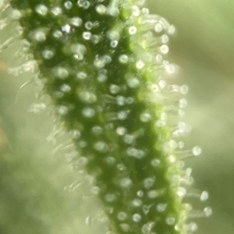 Girl Scout Cookies growlog timeline photo