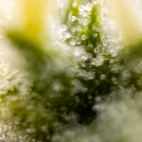 Quick One growlog timeline photo