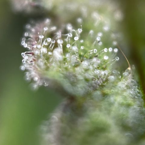 Royal Jack (Auto)  growlog timeline photo