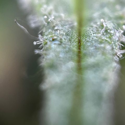 Royal Jack (Auto)  growlog timeline photo