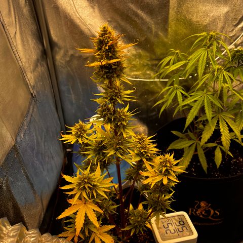 Quick One growlog timeline photo