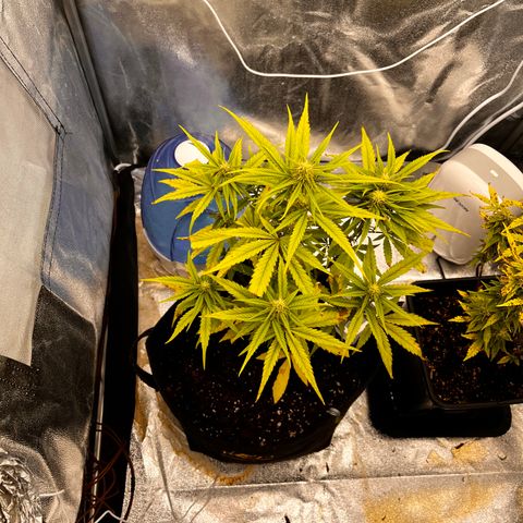 Girl Scout Cookies growlog timeline photo