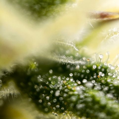 Northern lights auto  growlog timeline photo