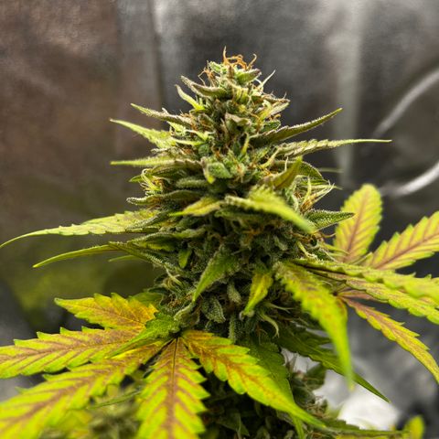Royal Jack (Auto)  growlog timeline photo