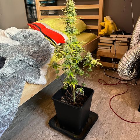 Northern lights auto  growlog timeline photo