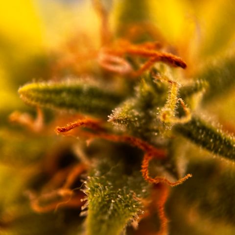 Quick One growlog timeline photo