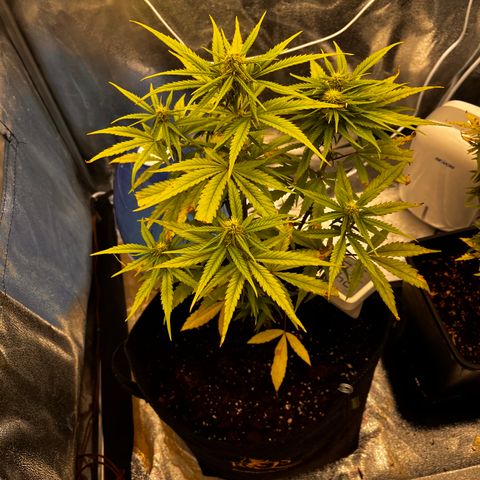 Girl Scout Cookies growlog timeline photo