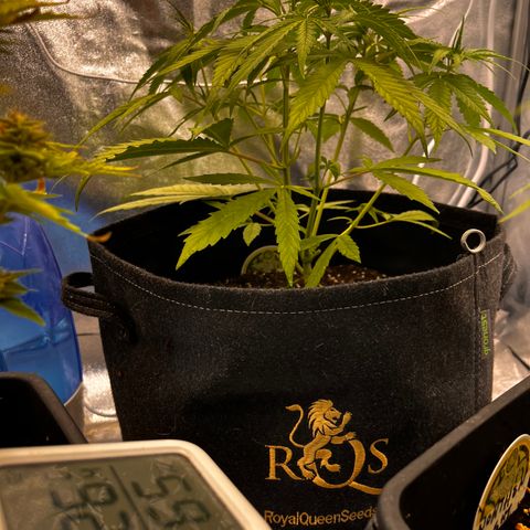 Girl Scout Cookies growlog timeline photo