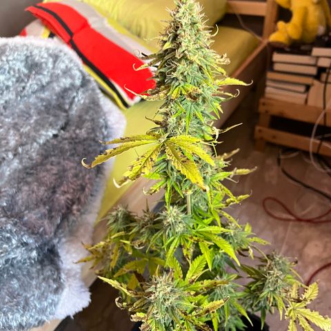 Northern lights auto  growlog timeline photo