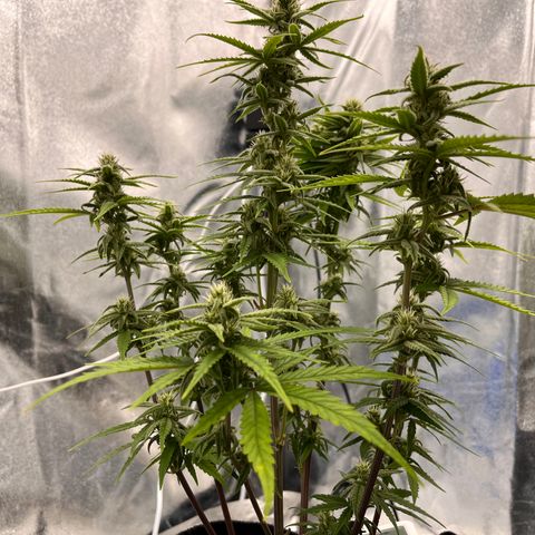 Girl Scout Cookies growlog timeline photo
