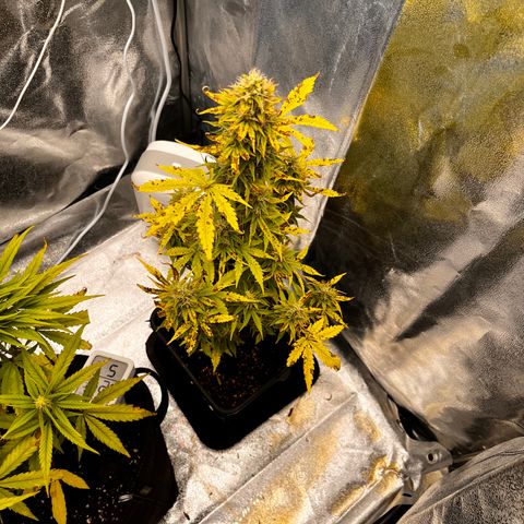 Northern lights auto  growlog timeline photo