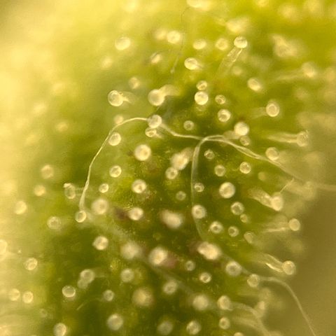 Girl Scout Cookies growlog timeline photo