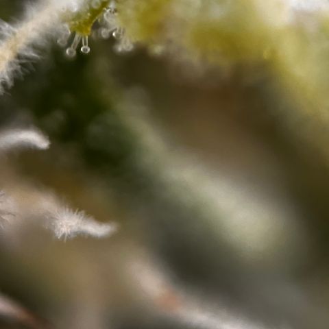 Northern lights auto  growlog timeline photo