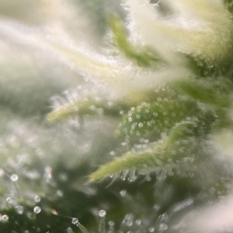 Girl Scout Cookies growlog timeline photo