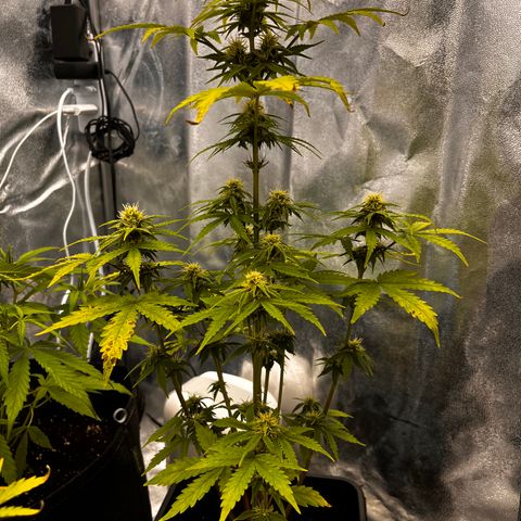 Northern lights auto  growlog timeline photo