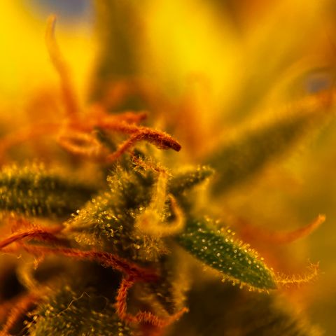 Quick One growlog timeline photo