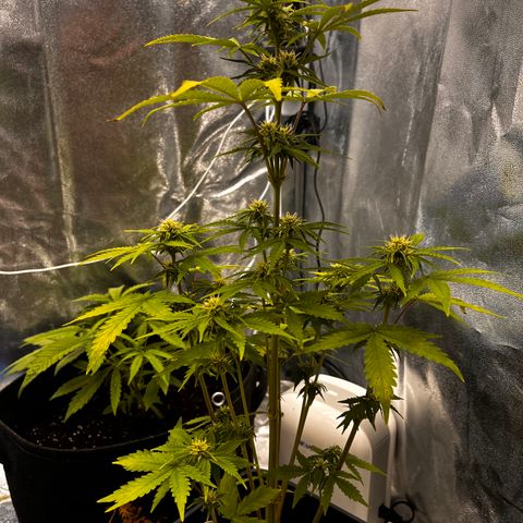 Northern lights auto  growlog timeline photo