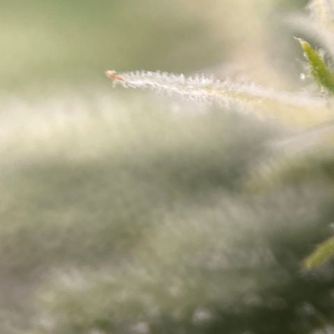 Girl Scout Cookies growlog timeline photo