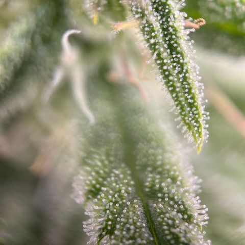 Girl Scout Cookies growlog timeline photo