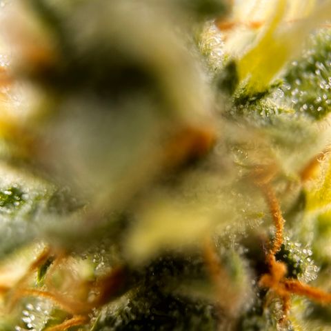 Quick One growlog timeline photo