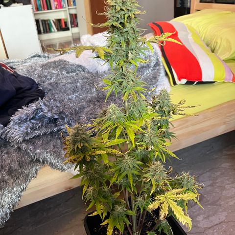 Northern lights auto  growlog timeline photo