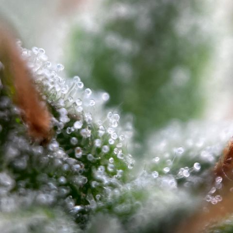 Royal Jack (Auto)  growlog timeline photo