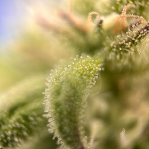 Girl Scout Cookies growlog timeline photo