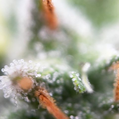 Royal Jack (Auto)  growlog timeline photo