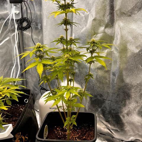 Northern lights auto  growlog timeline photo