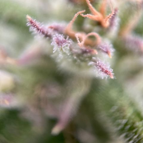 Girl Scout Cookies growlog timeline photo