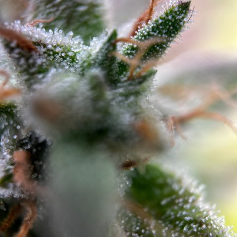 Royal Jack (Auto)  growlog timeline photo