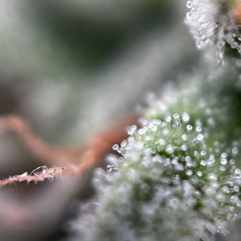 Royal Jack (Auto)  growlog timeline photo
