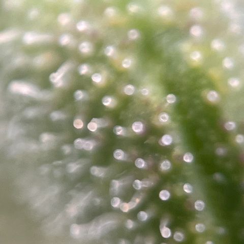 Girl Scout Cookies growlog timeline photo