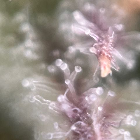 Girl Scout Cookies growlog timeline photo