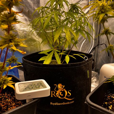 Girl Scout Cookies growlog timeline photo