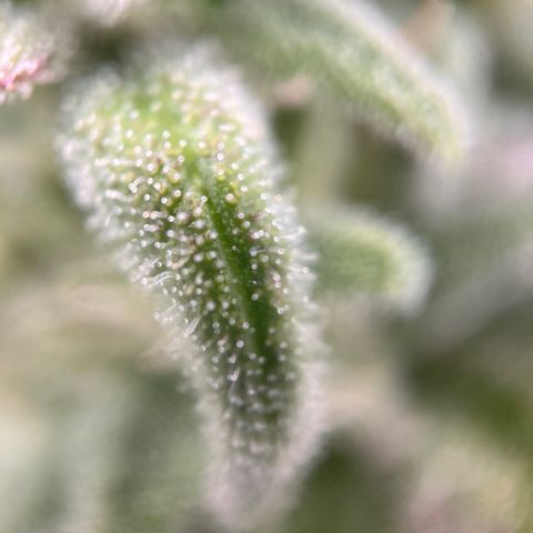 Girl Scout Cookies growlog timeline photo