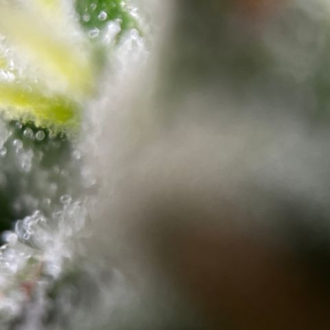 Royal Jack (Auto)  growlog timeline photo