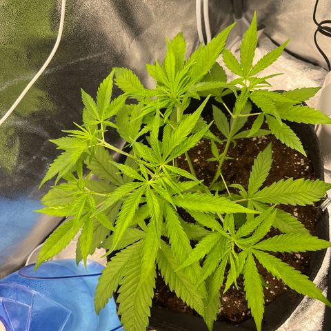 Girl Scout Cookies growlog timeline photo