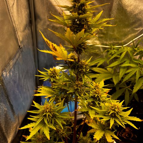 Quick One growlog timeline photo