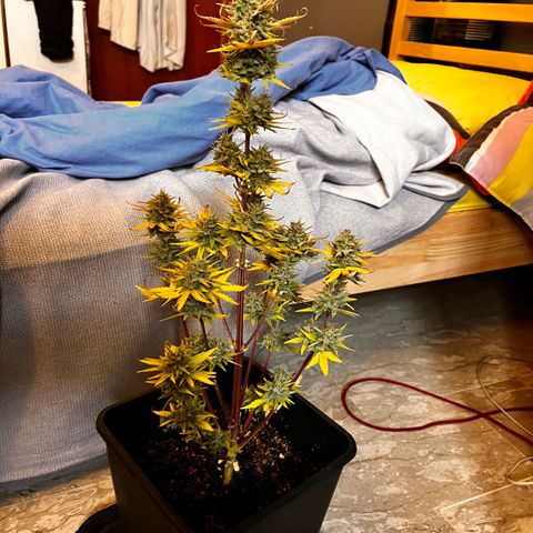 Quick One growlog timeline photo