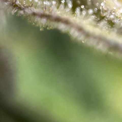 Royal Jack (Auto)  growlog timeline photo