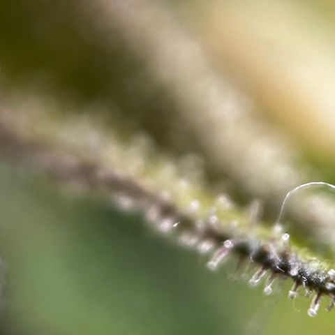 Royal Jack (Auto)  growlog timeline photo